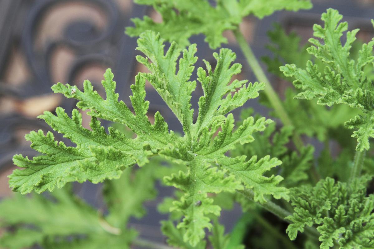 Discover How to Achieve a Beautiful and Bug-Free Garden with Citronella Plant