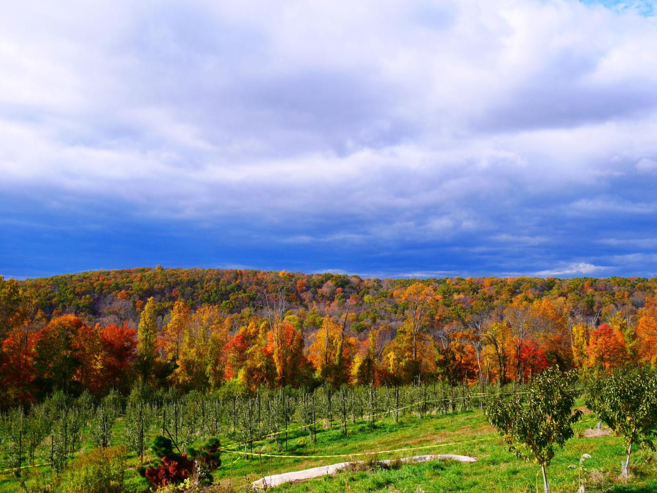 Harvest Moon Orchard: The Ultimate Guide to Autumn Activities