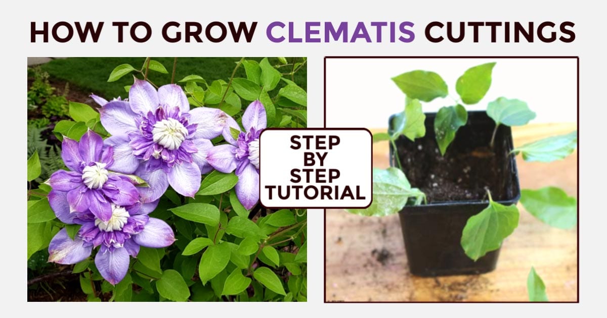 How to Master Clematis Propagation and Achieve a Thriving Garden