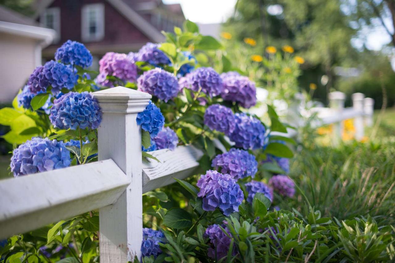 How to Use Companion Plants to Prevent Hydrangea Diseases