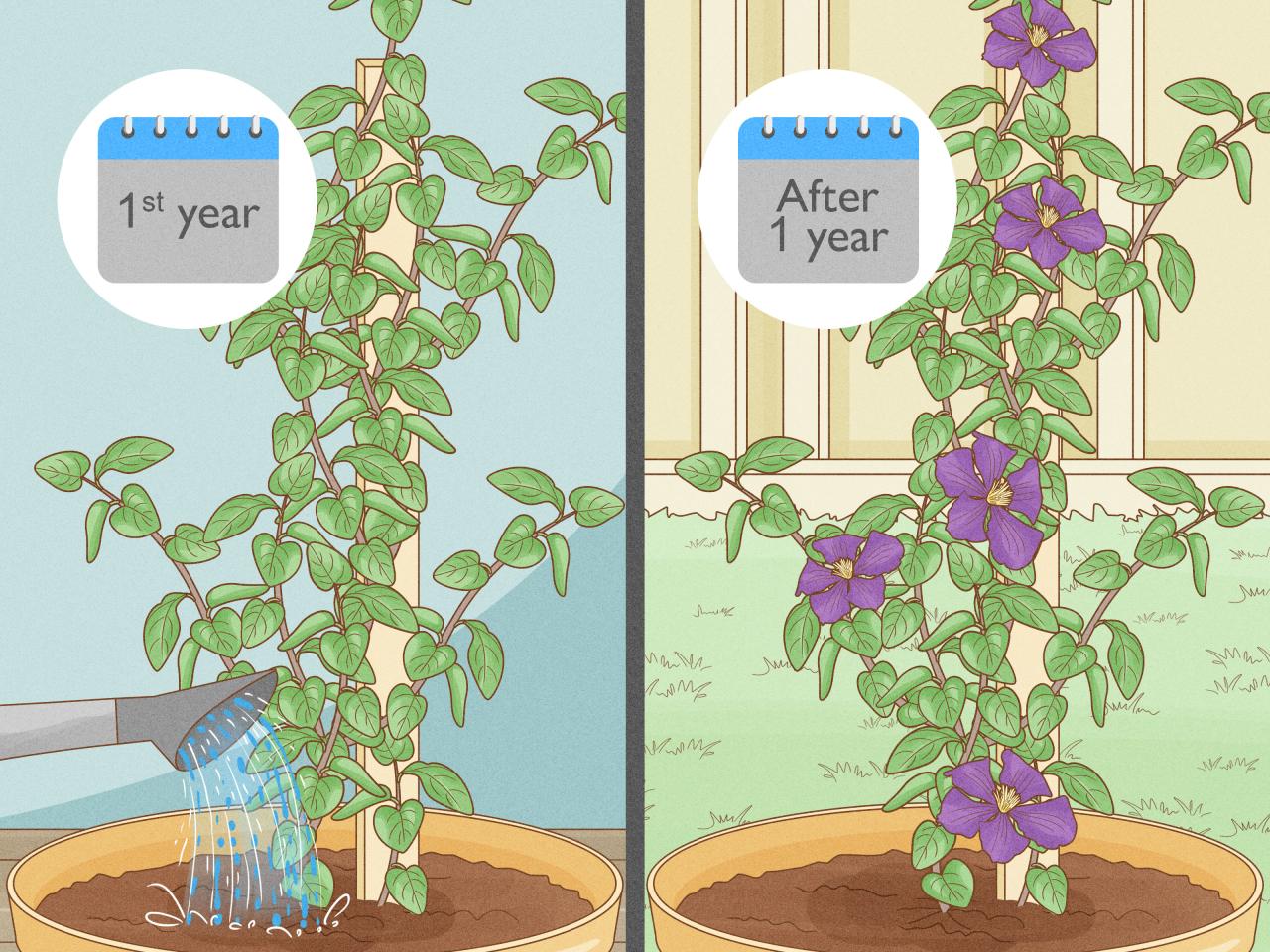 How to Master Clematis Propagation and Achieve a Thriving Garden