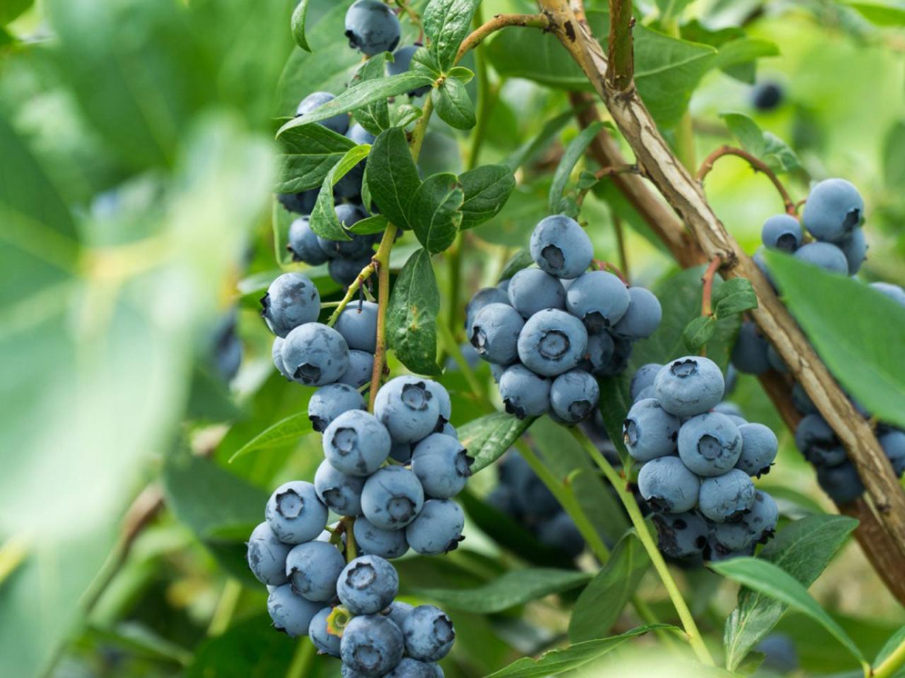 How to Propagate Blueberry Bushes Like a Gardening Pro