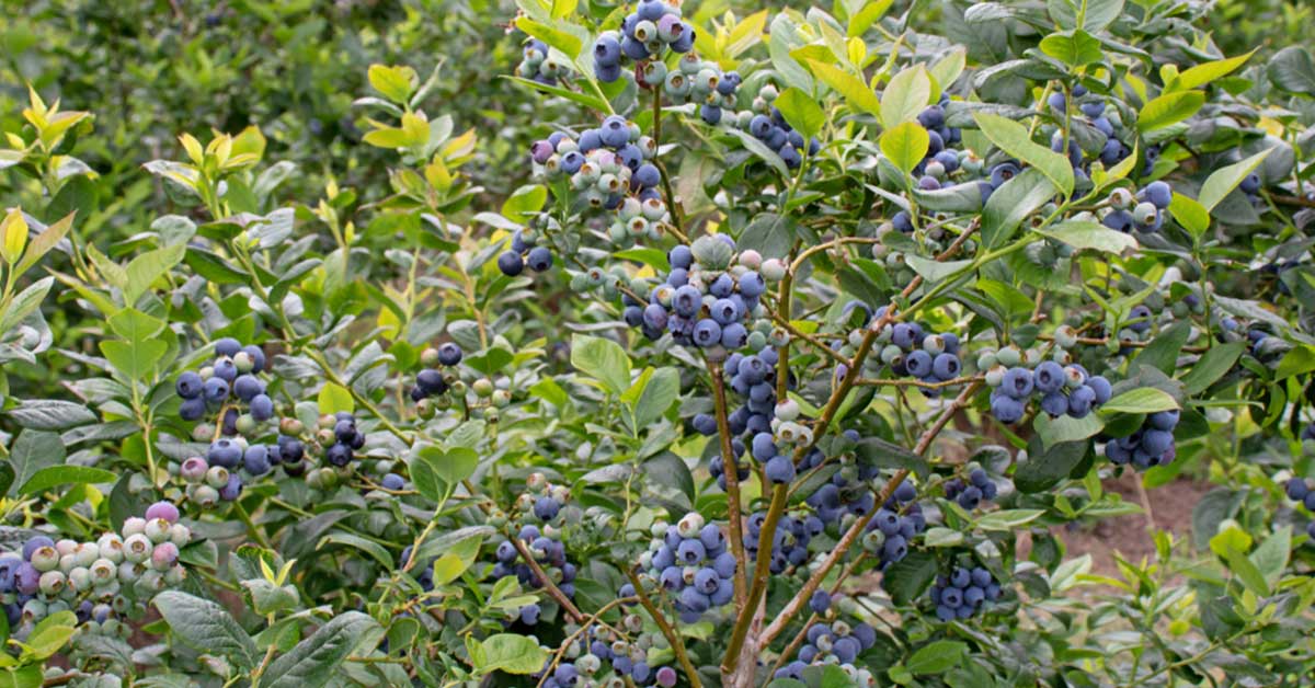 How to Achieve a Bumper Crop of Blueberry Bushes with Effective Propagation