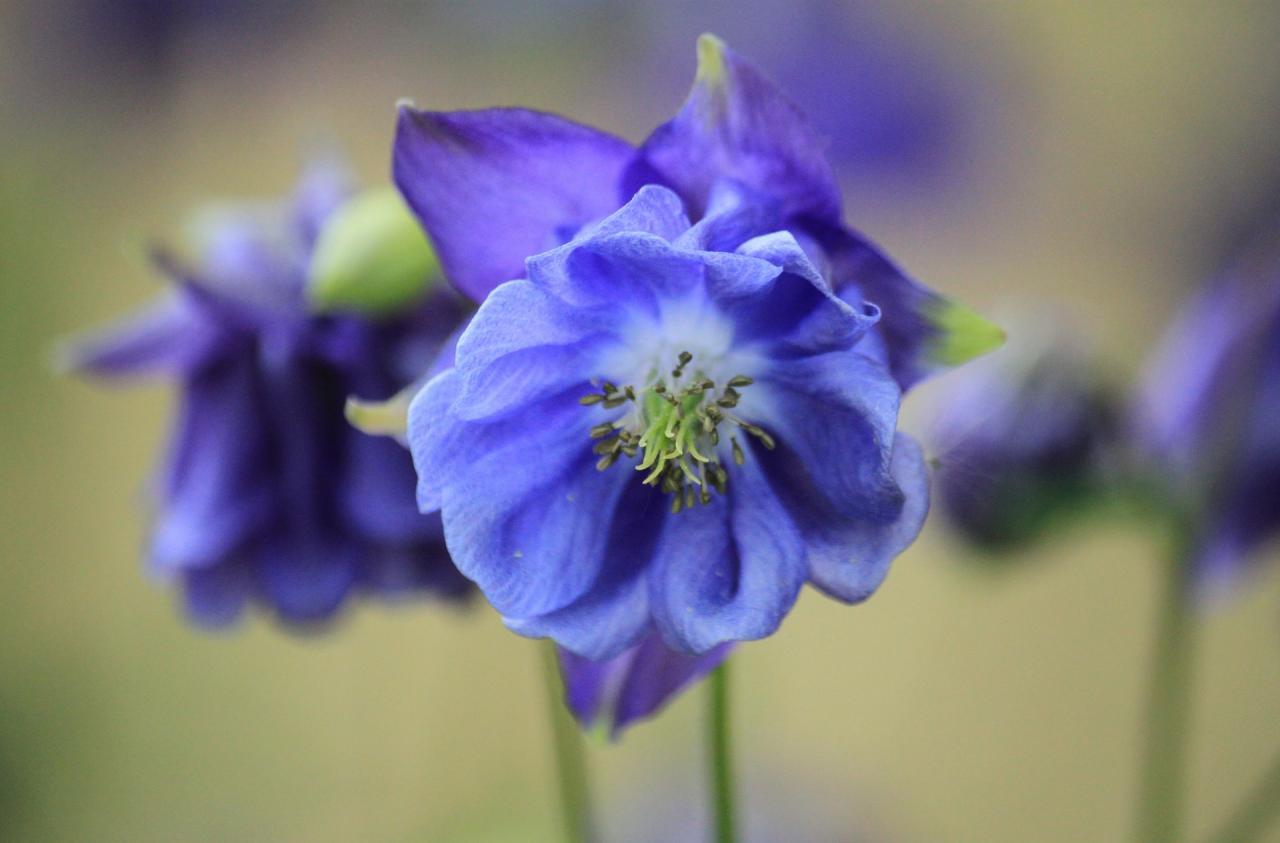 Blue Flowered Plants: The Key to Unique and Beautiful Salad Dishes