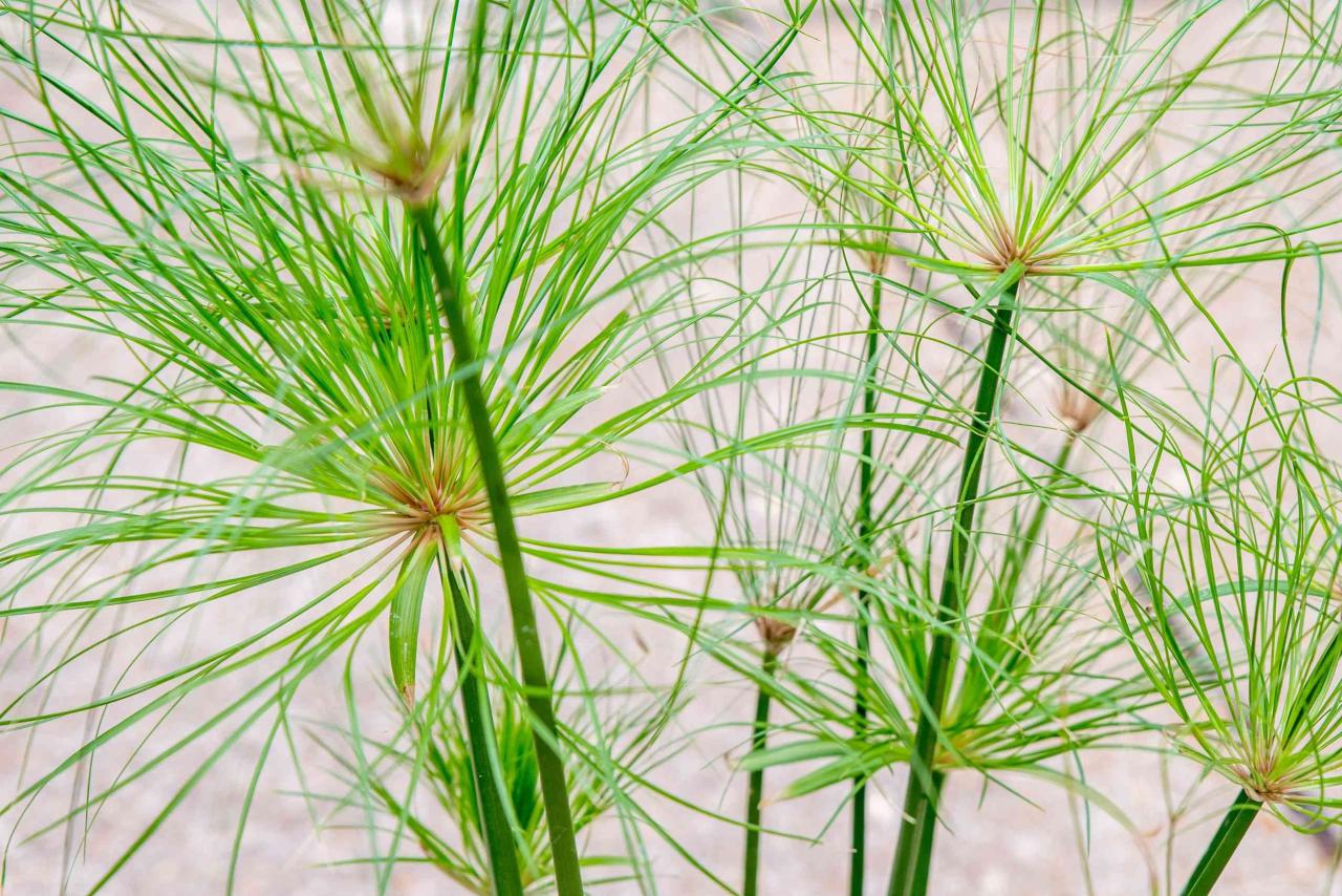 Papyrus Plant Care 101: Tips for Growing and Maintaining This Stunning Herb