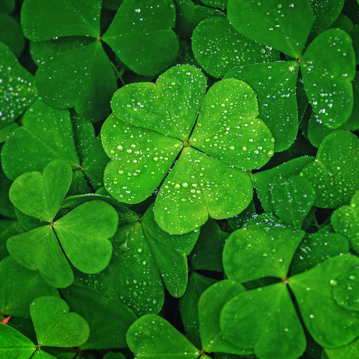 The Top Tips for Growing and Maintaining Four Leaf Clovers