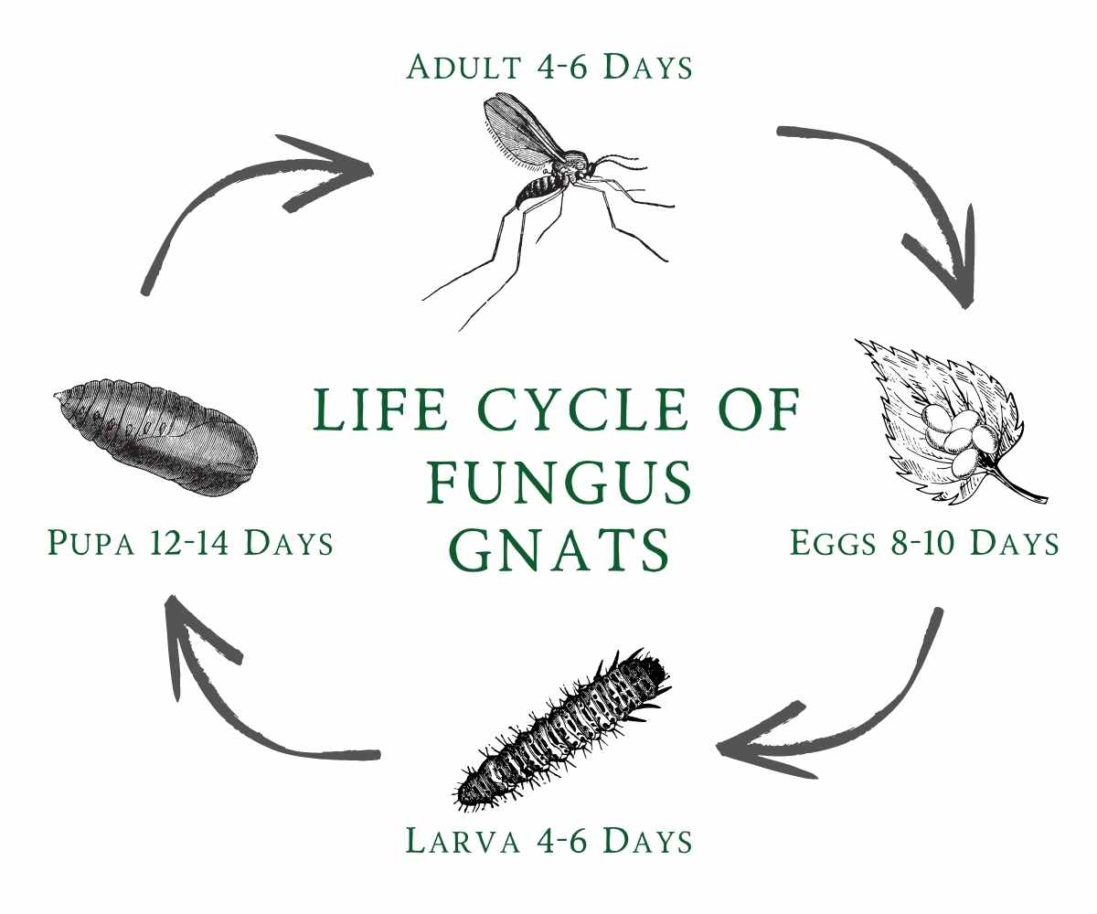 The Best Ways to Get Rid of Fungus Gnats in Seedlings