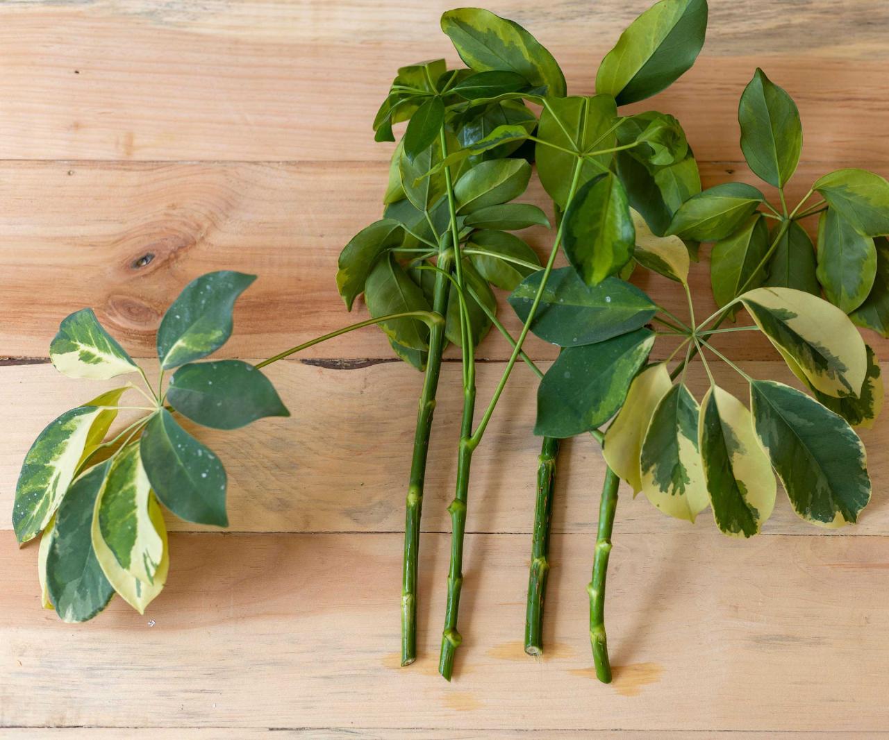 The Best Practices for Achieving Success in Schefflera Propagation