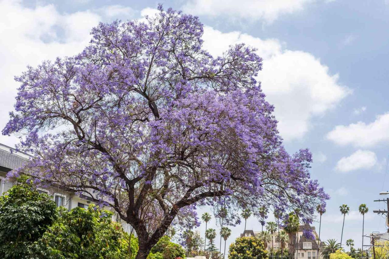 Jacaranda Tree Benefits: Lush & Gorgeous Garden Feature