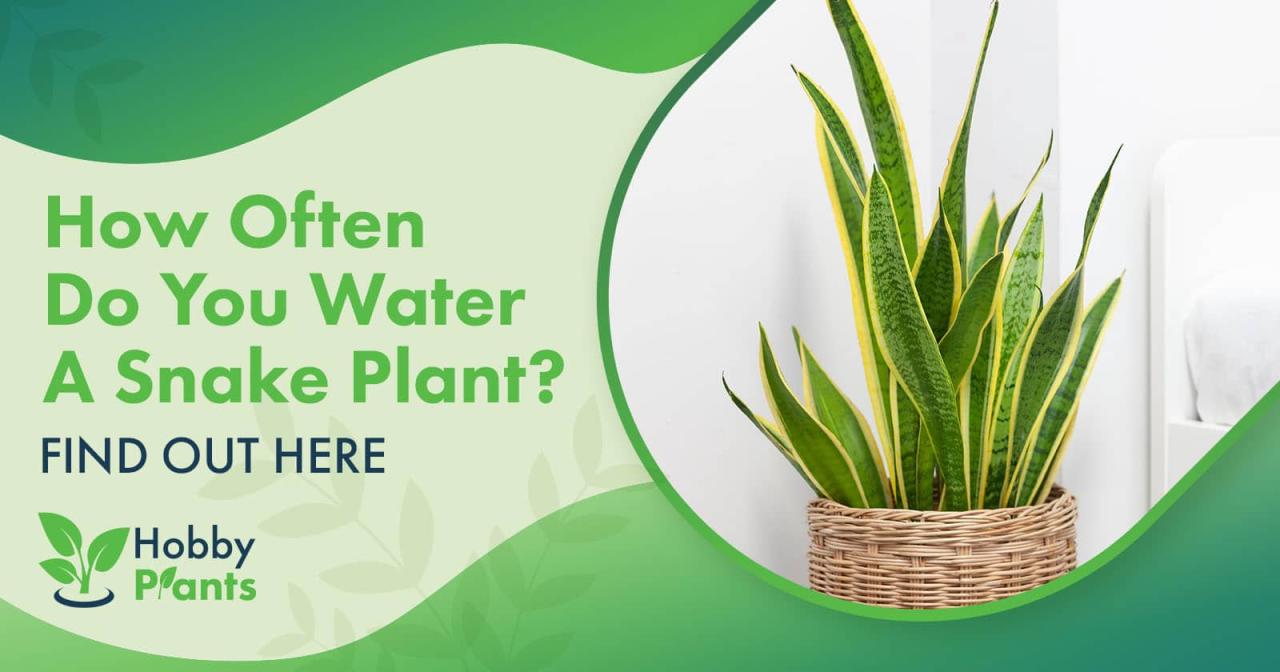 Snake Plant Care: How Frequently Should You Water?