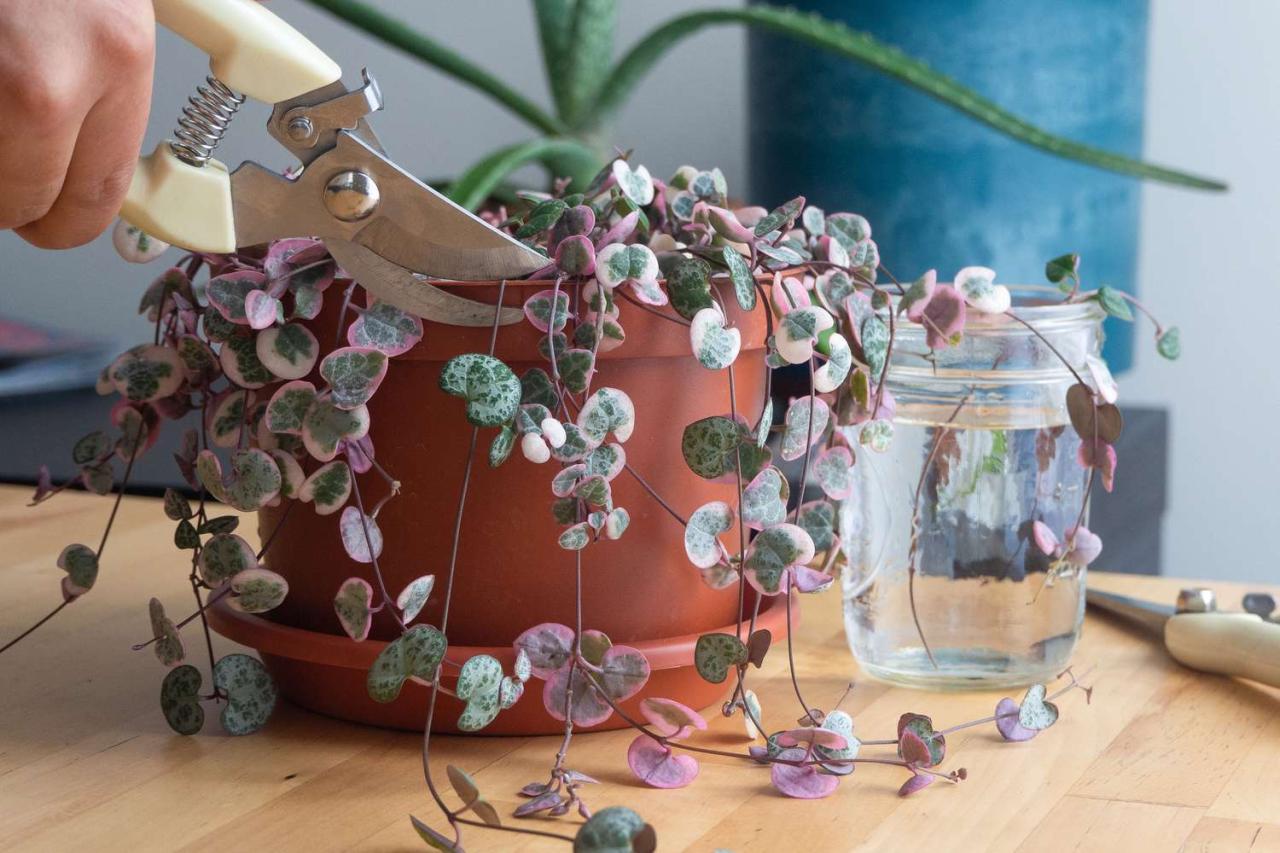 How To Propagate String Of Hearts and Achieve Perfect Growth Every Time