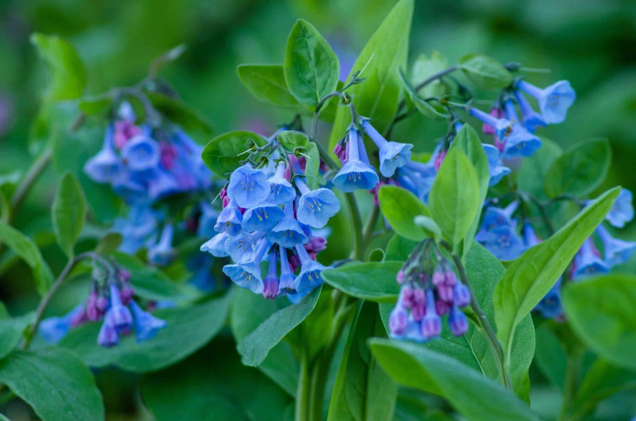 Blue flowers plants