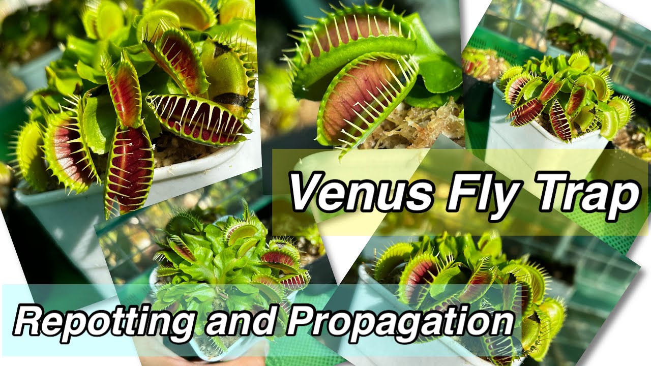 How to Easily Propagate Venus Fly Traps for Newbies