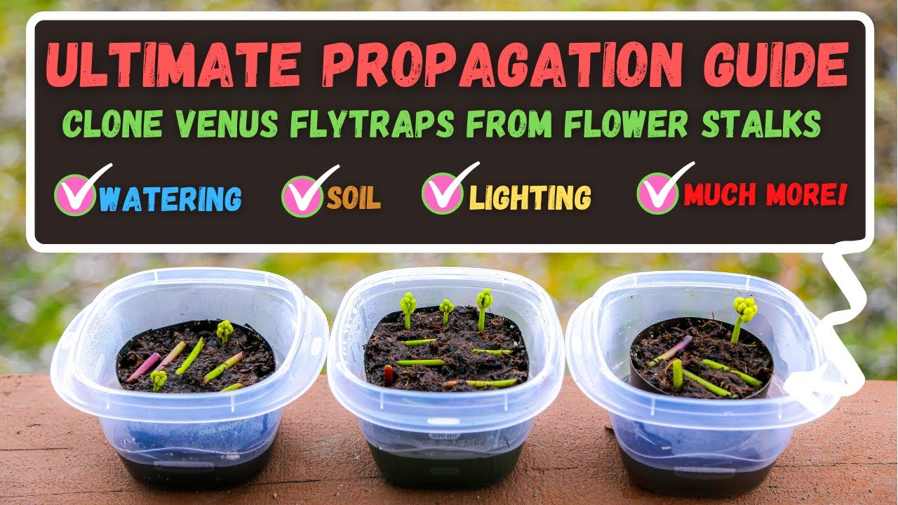 How to Easily Propagate Venus Fly Traps for Newbies