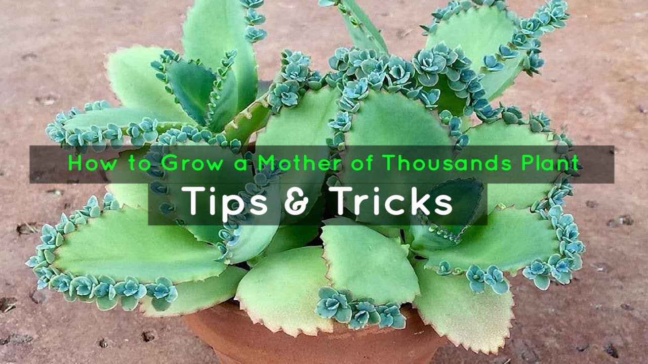 How to Grow a Bountiful Collection of Mother of Thousands Plants