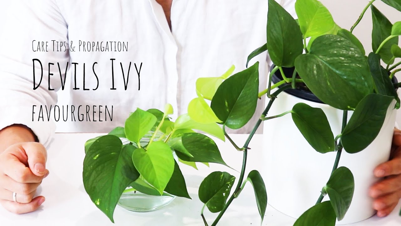 Multiply Your Ivy in Weeks: Expert Propagation Tips