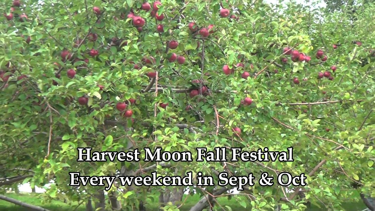 Explore the Harvest Moon Farm and Orchards Pumpkin Festival!