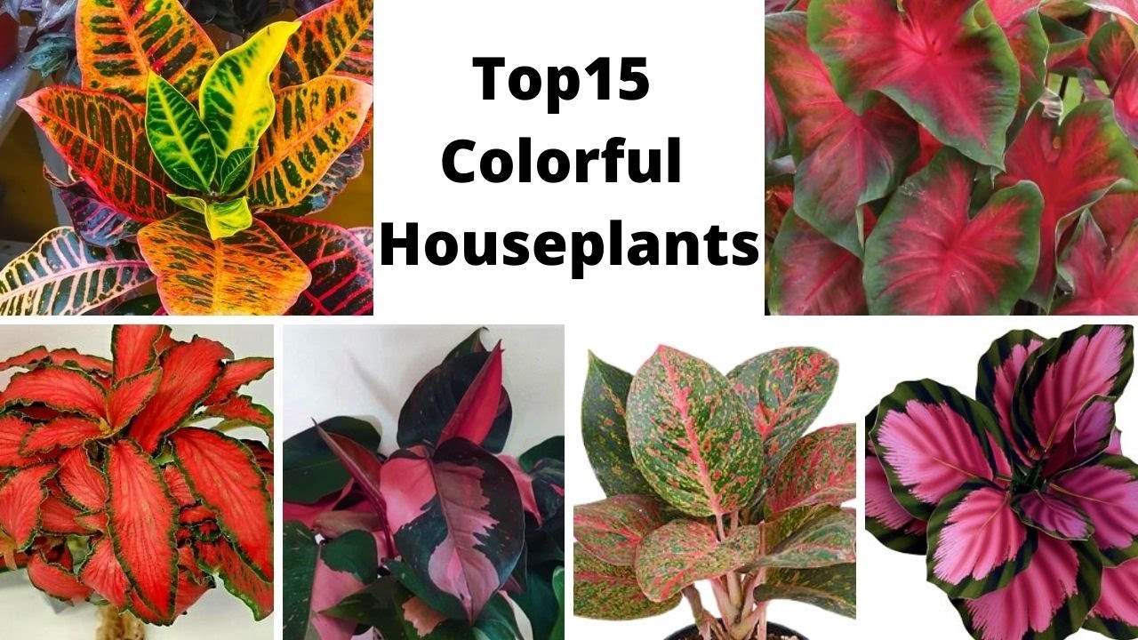 The Best Houseplants for Beginners That Add Color and Style