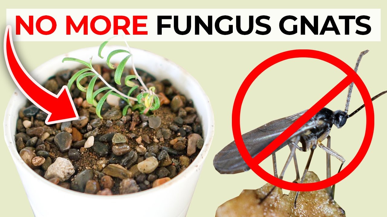 The Best Ways to Get Rid of Fungus Gnats in Seedlings