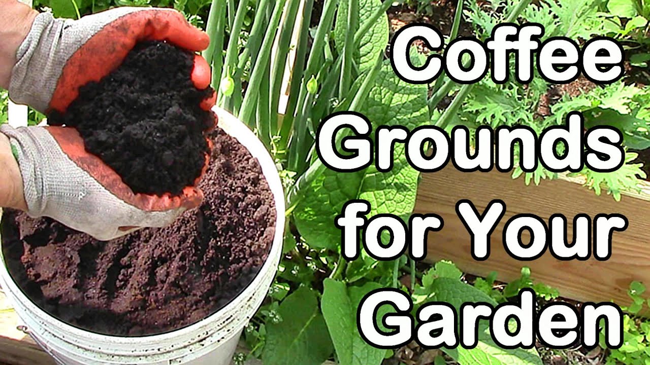 Best Ways to Incorporate Coffee Grounds into Plant Care