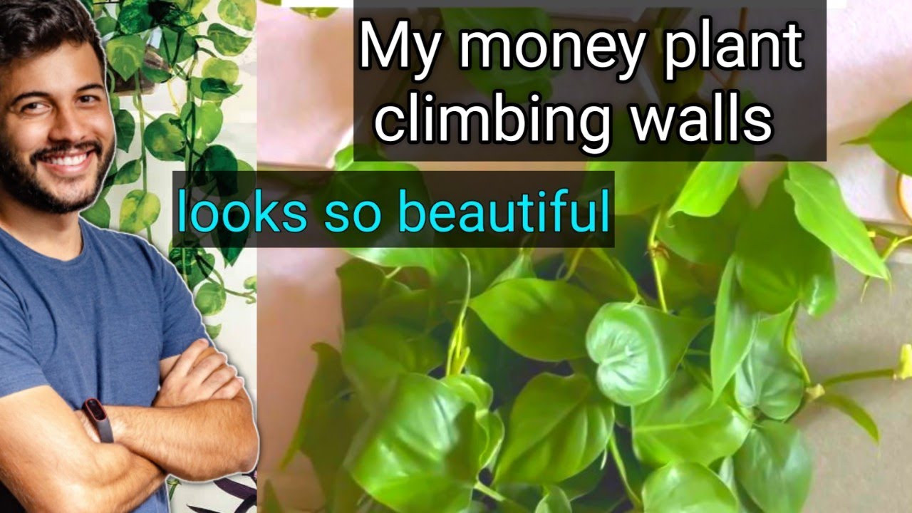 How To Train Your Money Plant To Climb