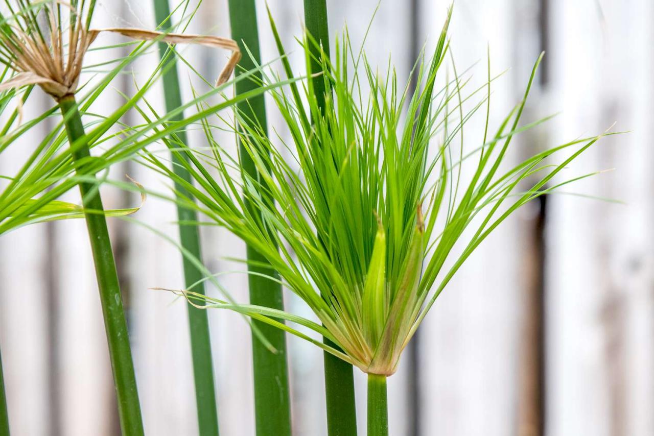 Papyrus Plant Care 101: Tips for Growing and Maintaining This Stunning Herb