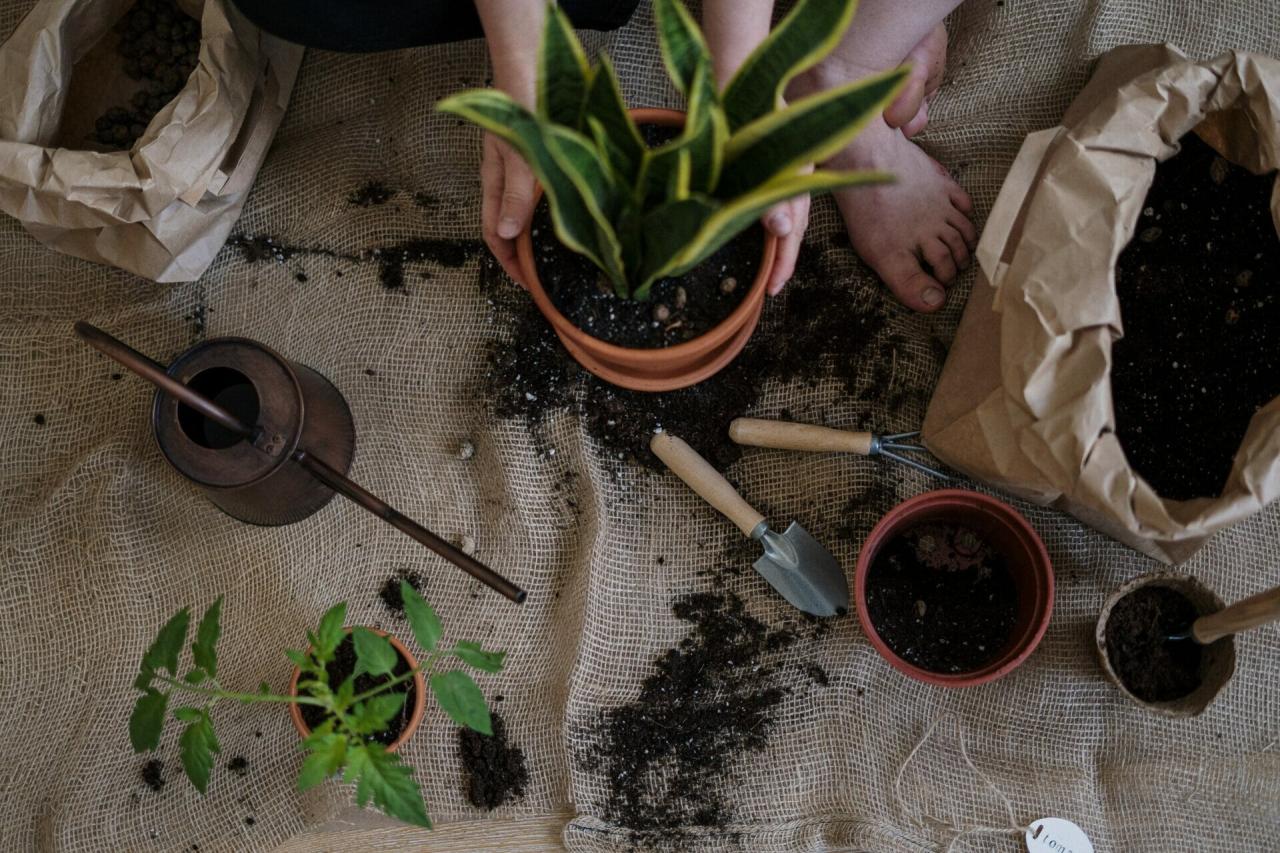 The Best Indoor Gardening Tools for Common Houseplants