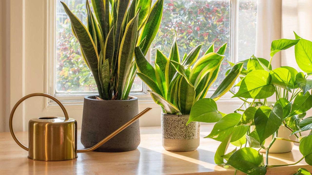 Snake Plant Care: How Frequently Should You Water?