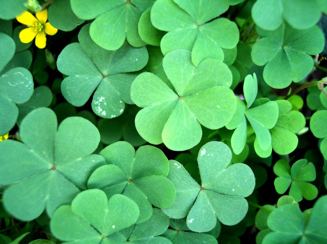 Clover leaf four clovers field march shot close background grass kill natural banking luck hvac stop plan shamrocks easy get