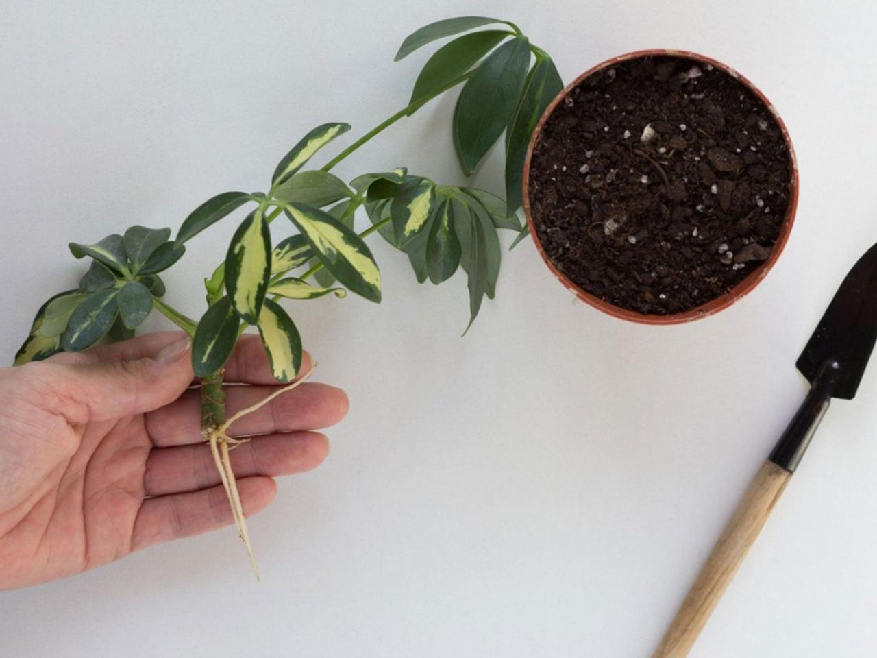 The Best Practices for Achieving Success in Schefflera Propagation