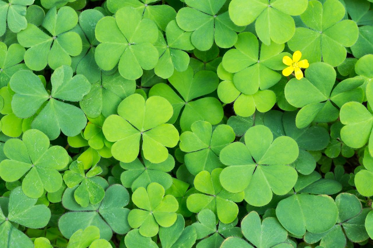 The Top Tips for Growing and Maintaining Four Leaf Clovers