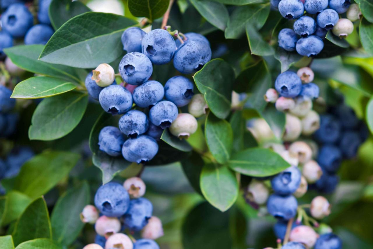 How to Achieve a Bumper Crop of Blueberry Bushes with Effective Propagation